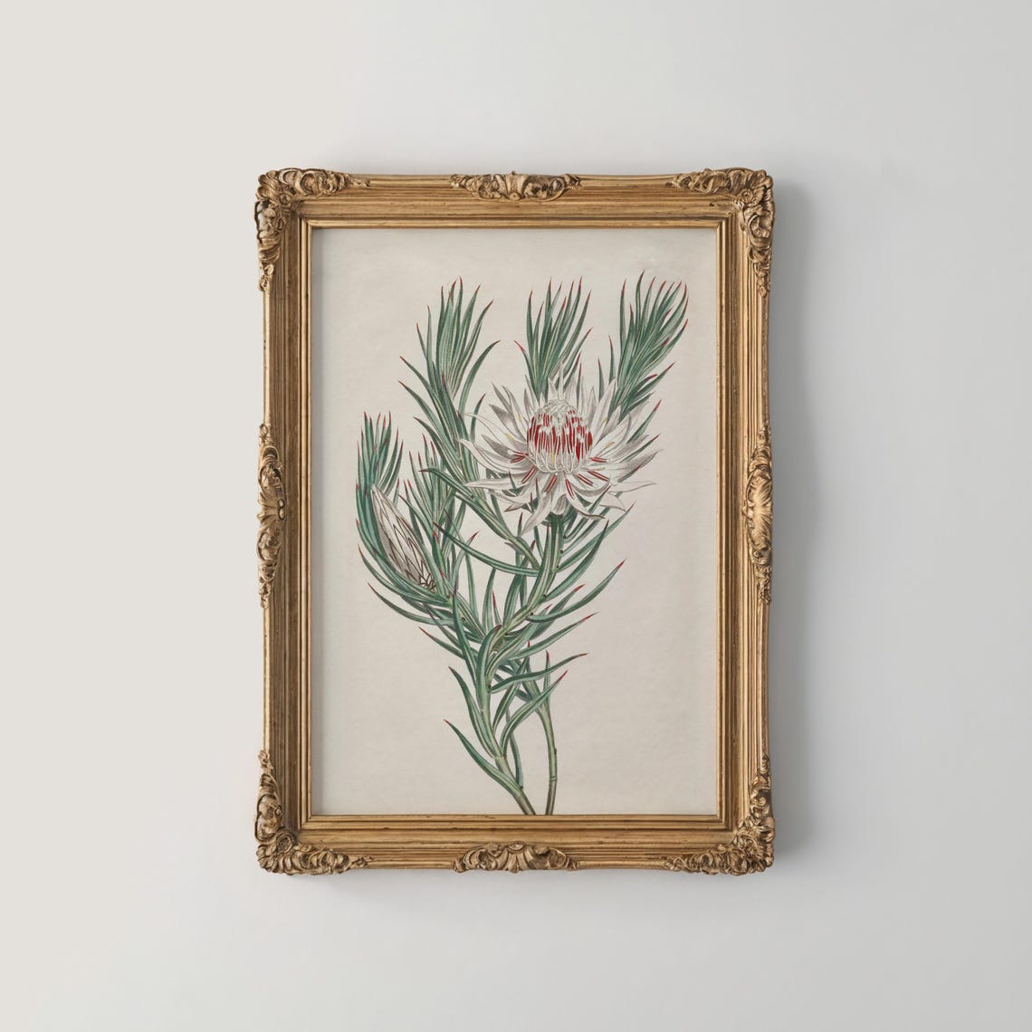 White And Red Protea Vintage Botanical Illustration Wall Print