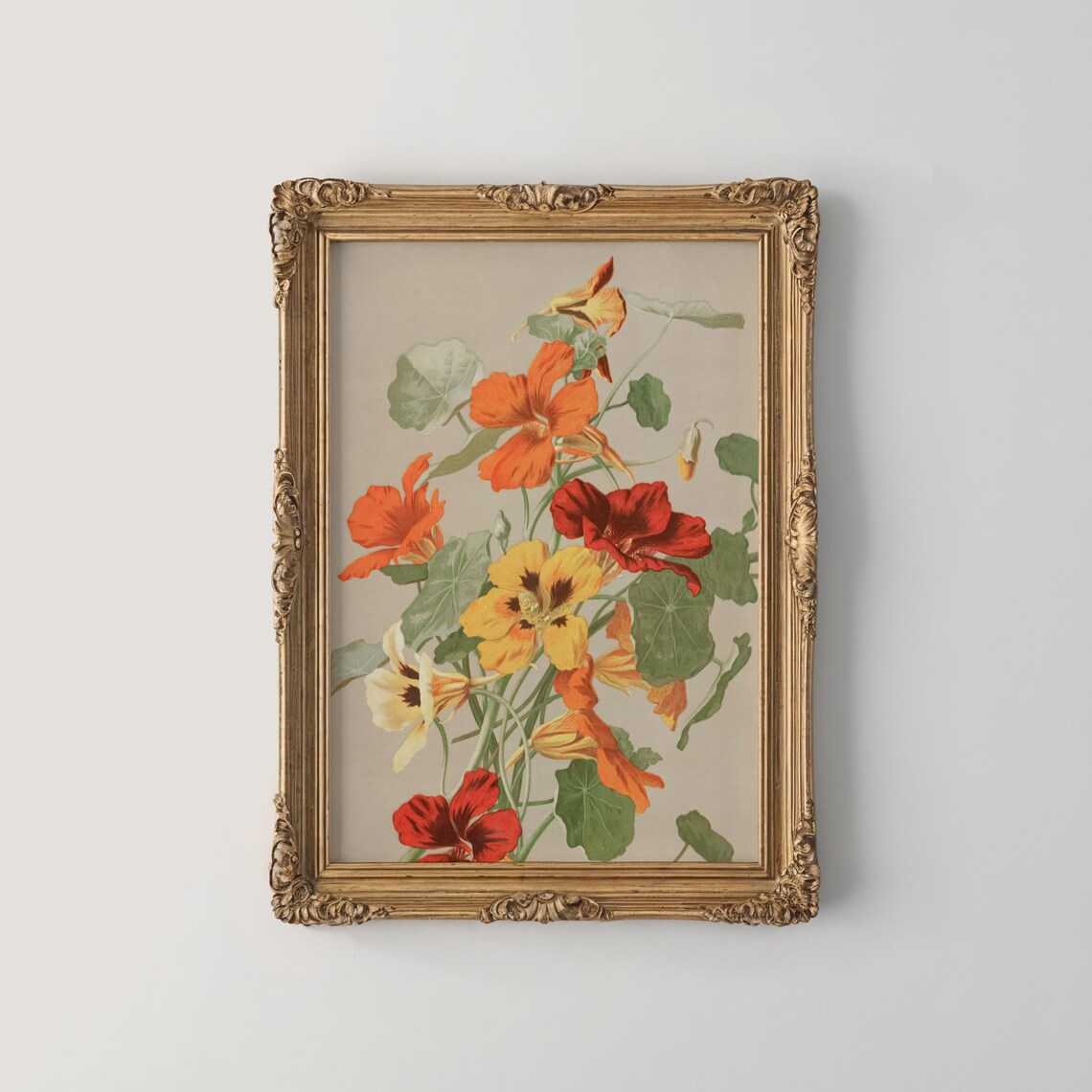 Orange and Yellow Nasturtium Flowers in Vintage Botanical Art Poster