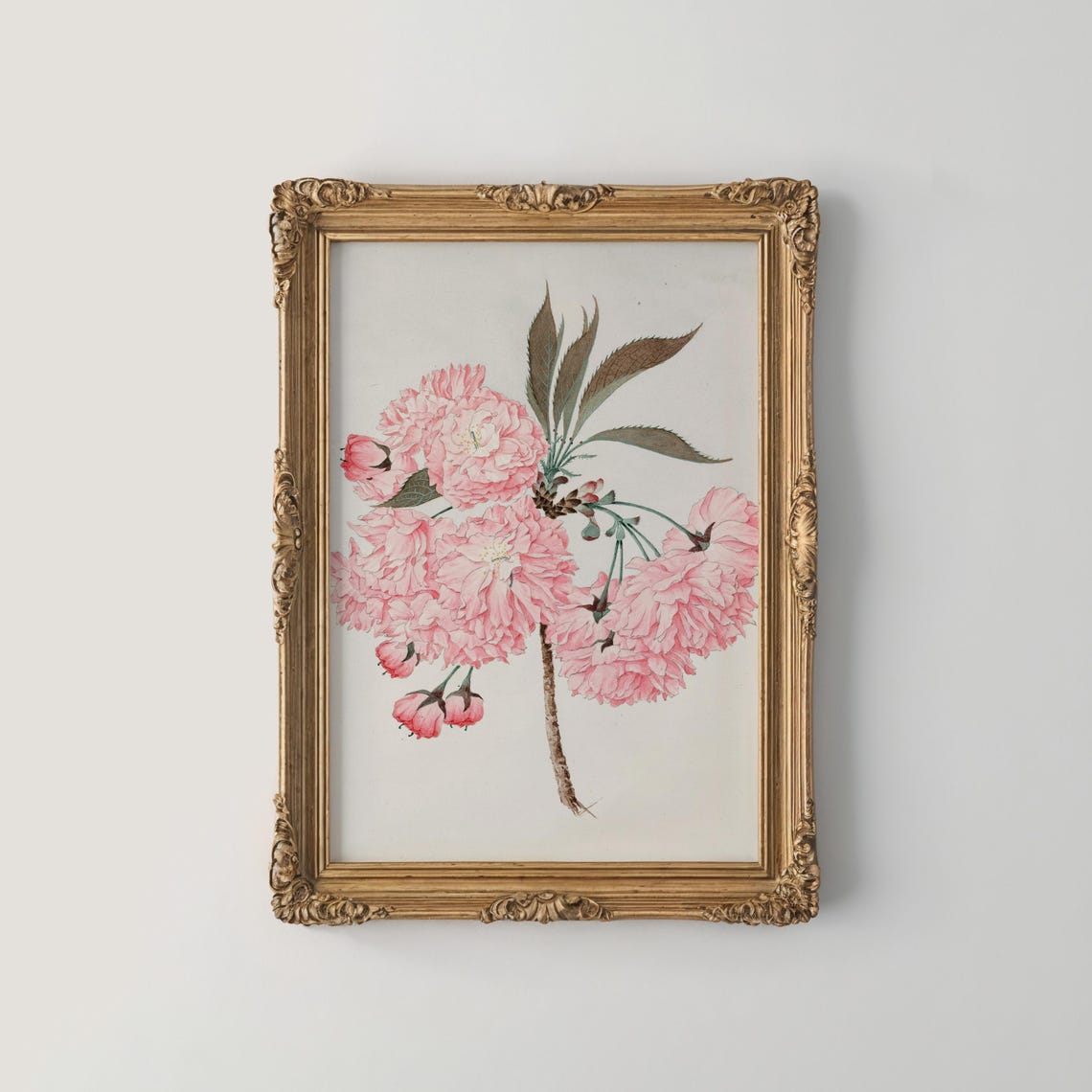 Full Bloom Pink Cherry Blossom Cluster Botanical Painting Poster
