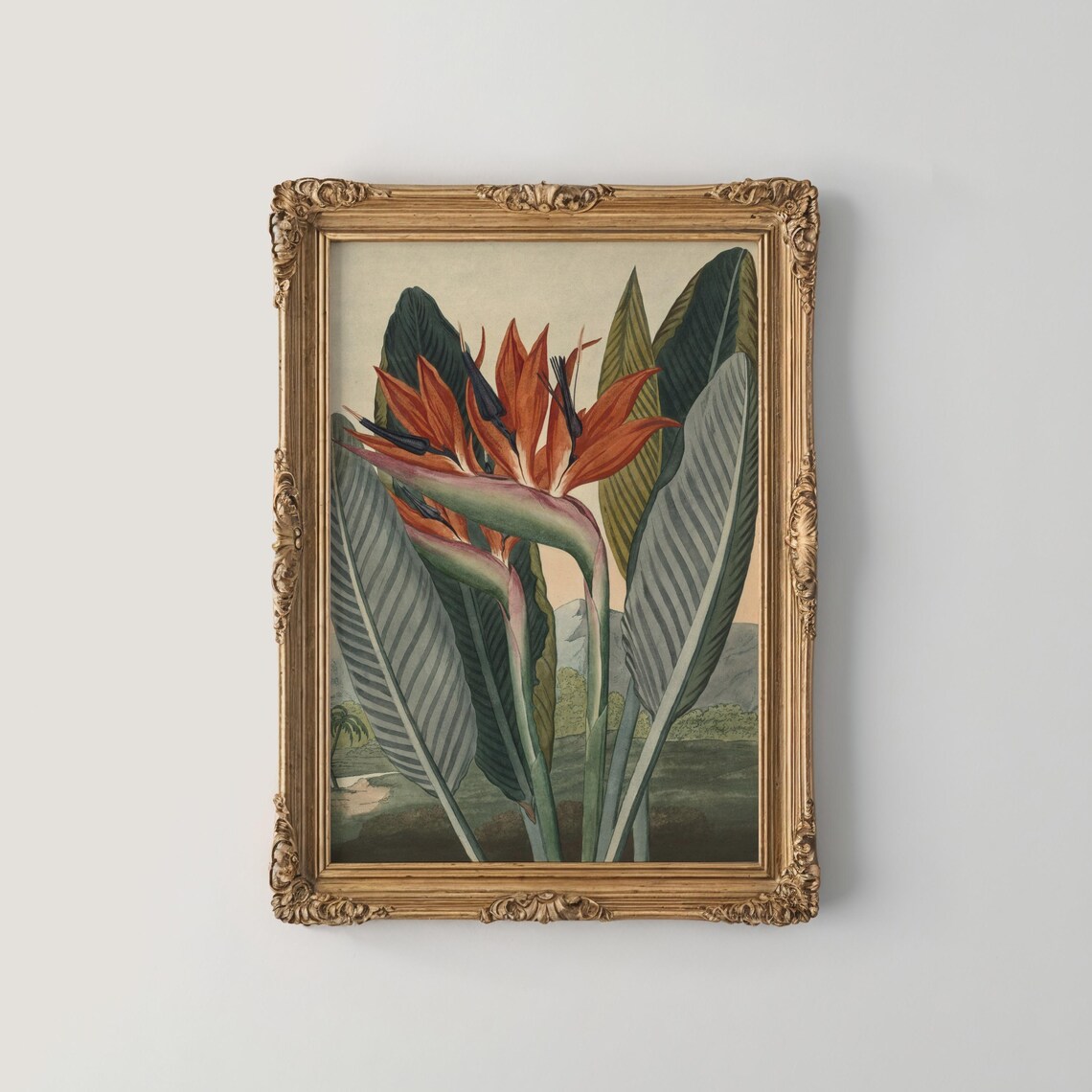 Bird of Paradise Tropical Flower Vintage Botanical Illustration Poster