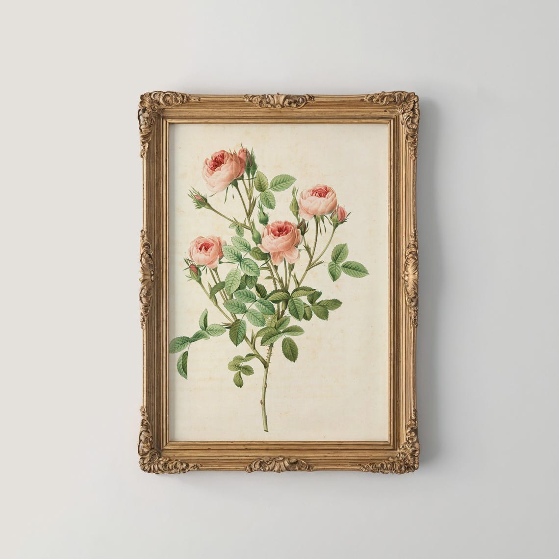 Blush Pink Garden Rose Stems Vintage Botanical Illustration Poster