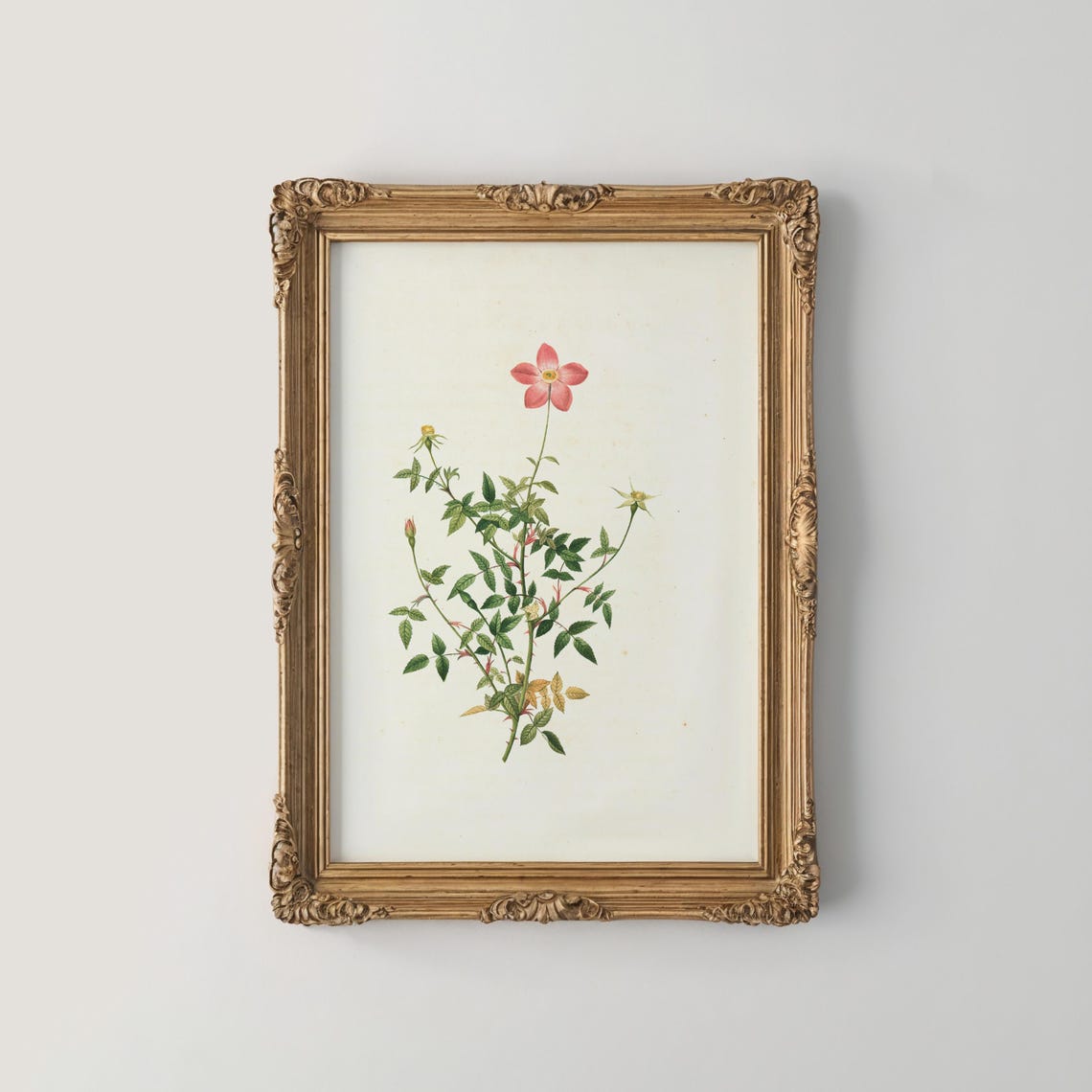 Single Pink Wild Rose On A Delicate Slender Stem Botanical Print