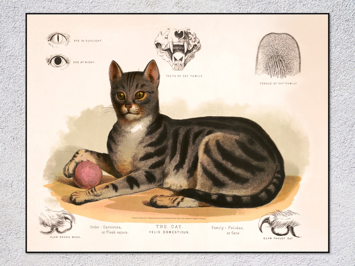 Felis Domesticus Vintage Zoology Cat Art Print