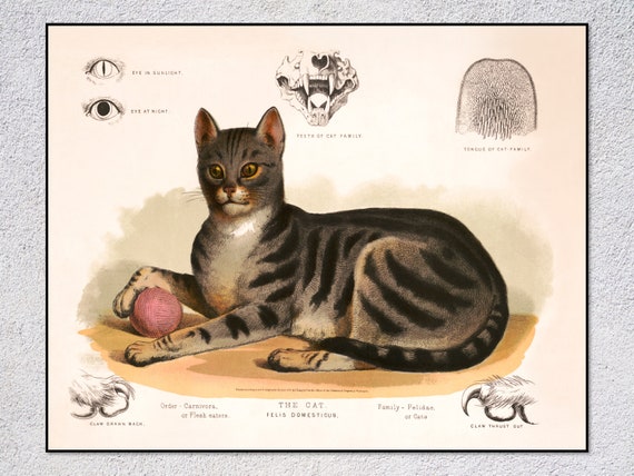 Felis Domesticus Vintage Zoology Cat Art Print