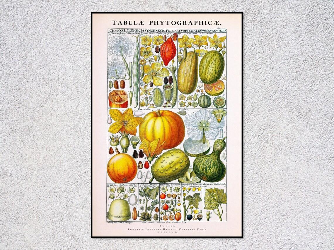 Johannes Gessner Botanical Illustration, Vintage Poster