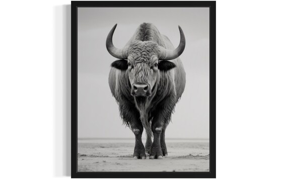 Buffalo Facing The Camera Black And White Wildlife Photo Poster