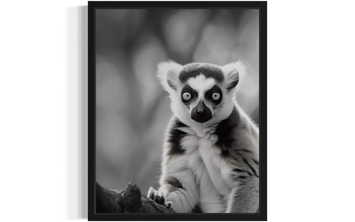 Ring-Tailed Lemur Portrait Black and White Wildlife Photo Poster