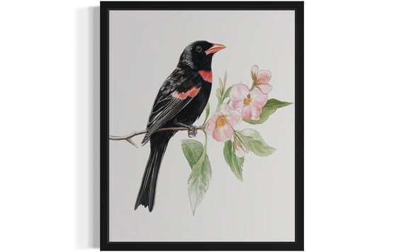 Red Winged Blackbird On Pink Blossom Branch Watercolor Bird Art Print