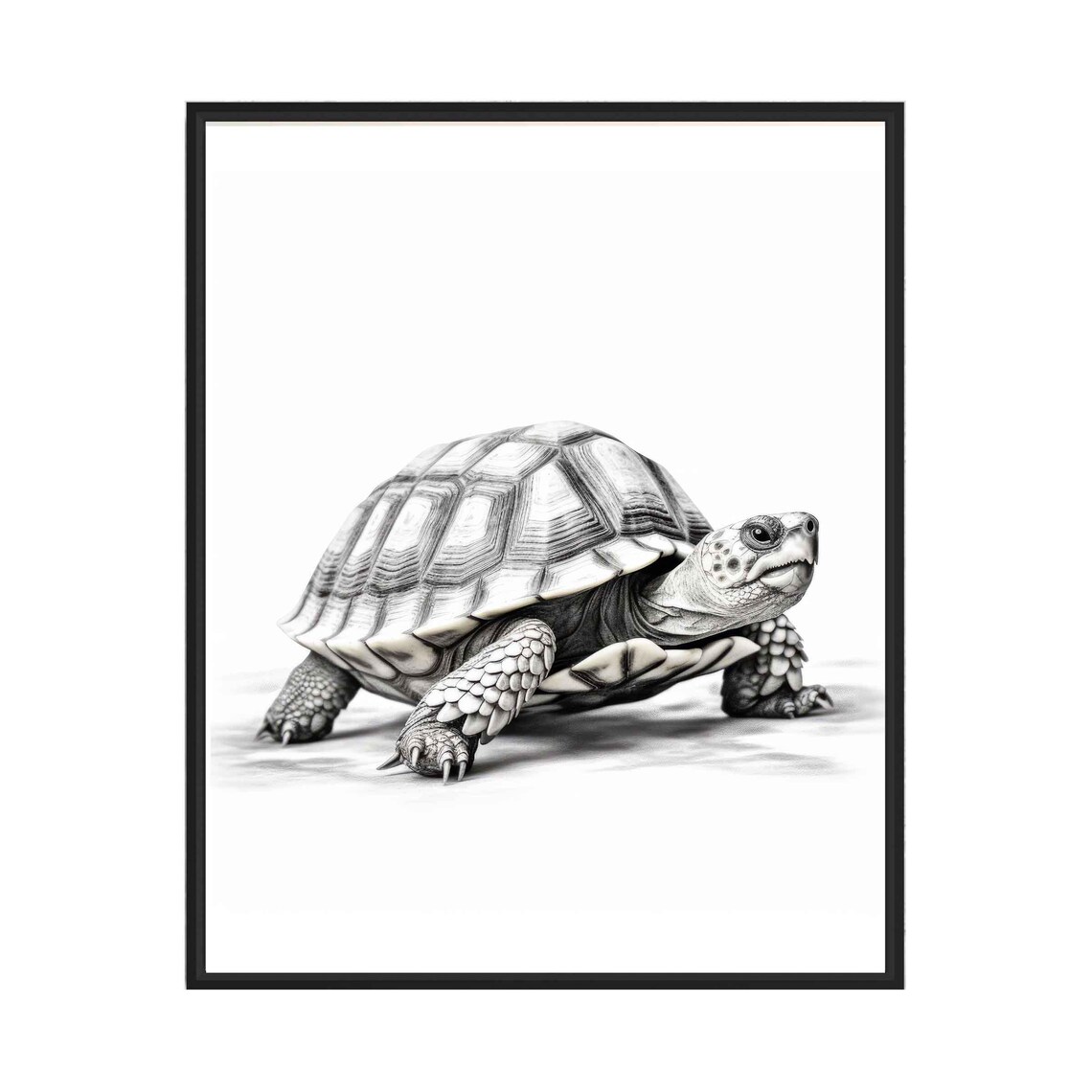 Tortoise Black and White Detailed Reptile Studio Portrait Poster