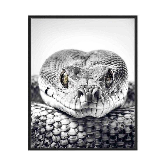 Python Snake Black and White Reptile Close Up Portrait Poster