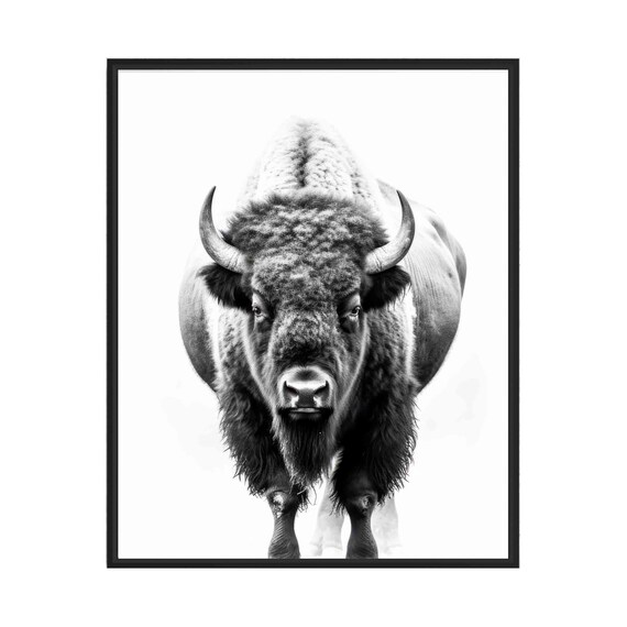 Mighty Bison Front View Portrait in Black and White Art Poster