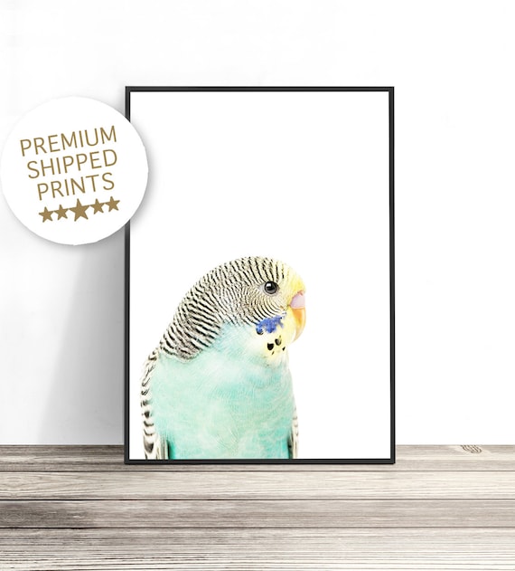 Budgie Art Print, Australian Bird Photography