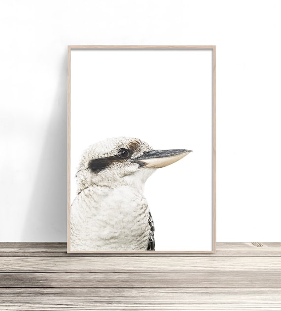 Kookaburra Modern Australiana Bird Wall Art Print