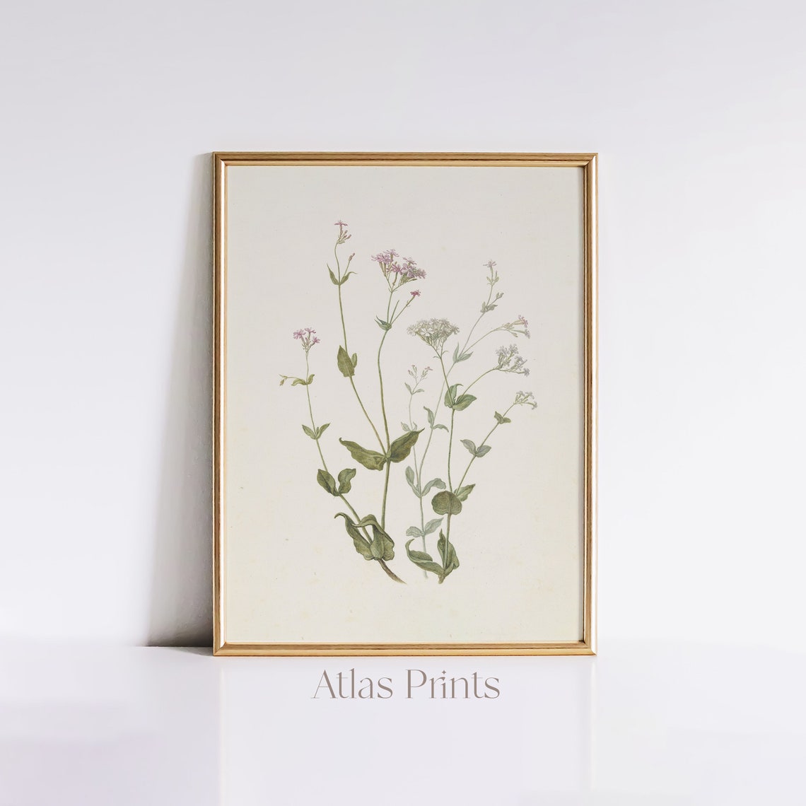 Vintage Wildflower Botanical Study Pink Blossoms On Cream Paper Poster
