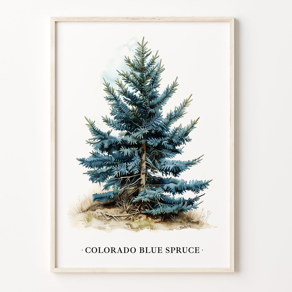 Colorado Blue Spruce Tree Art Print, Botanical Decor