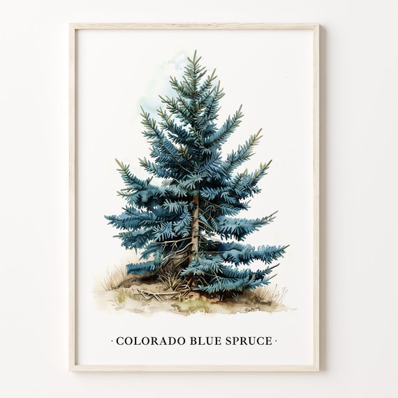 Colorado Blue Spruce Tree Art Print, Botanical Decor