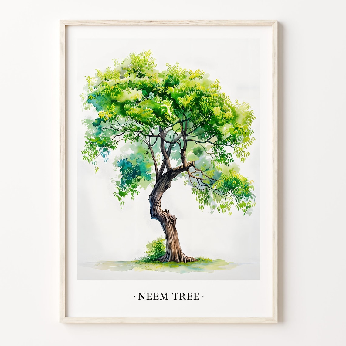 Neem Tree Watercolor Botanical Illustration Nature Art Poster