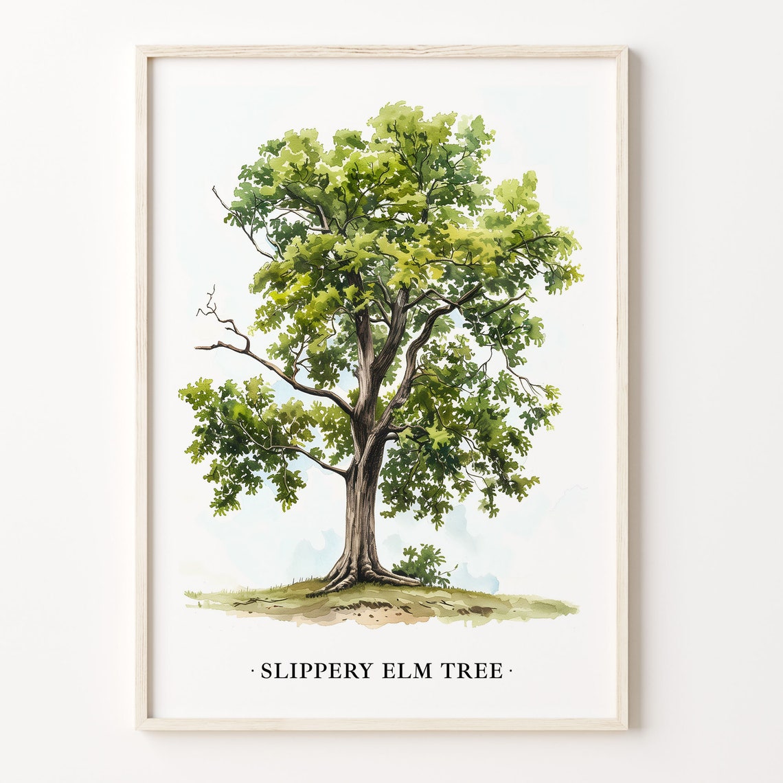 Slippery Elm Tree Watercolor Botanical Wall Decor Nature Poster