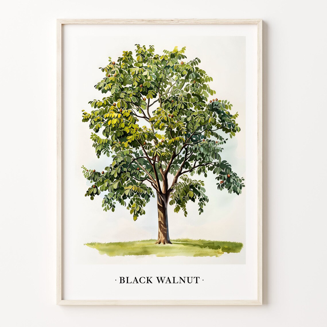 Black Walnut Tree Watercolor Botanical Illustration Nature Art Poster