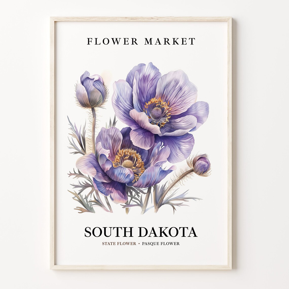 Pasque Flower South Dakota Botanical Art Print