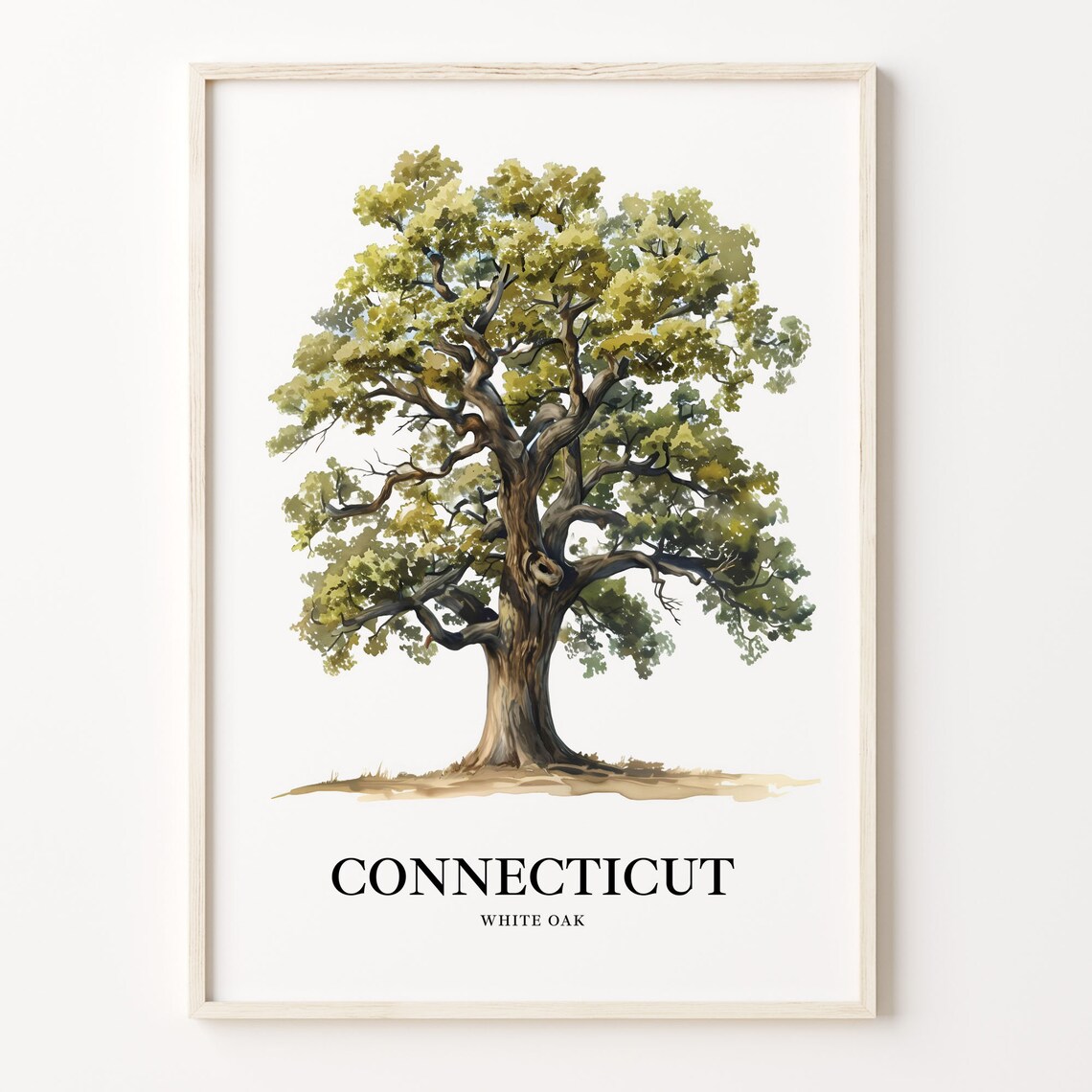 Grand Connecticut White Oak Watercolor Tree Illustration Poster