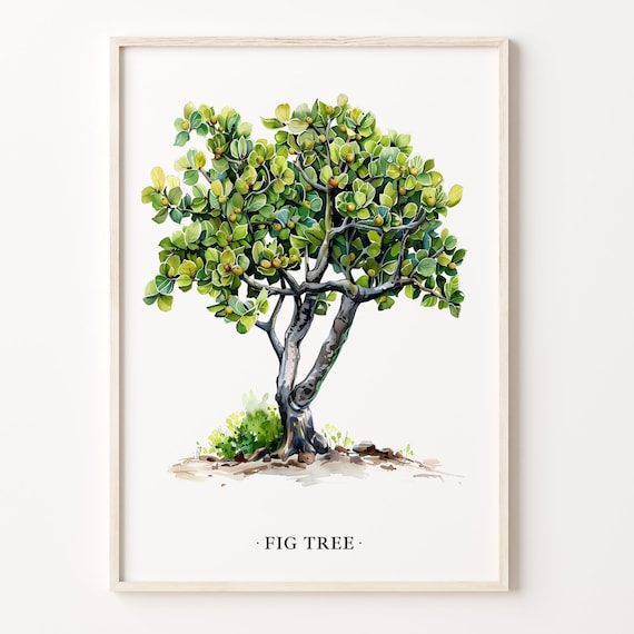 Fig Tree Botanical Art Print, Kitchen Decor