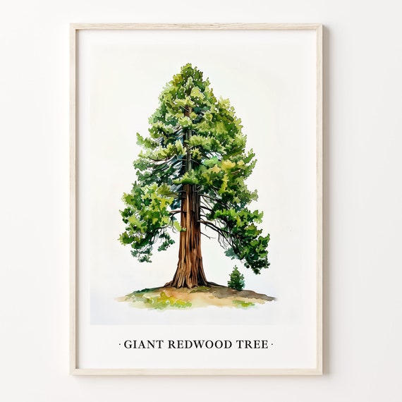 Giant Redwood Tree Art Print Wall Art Poster Nature Decor Large Forest Landscape Home Office Artwork C31 486