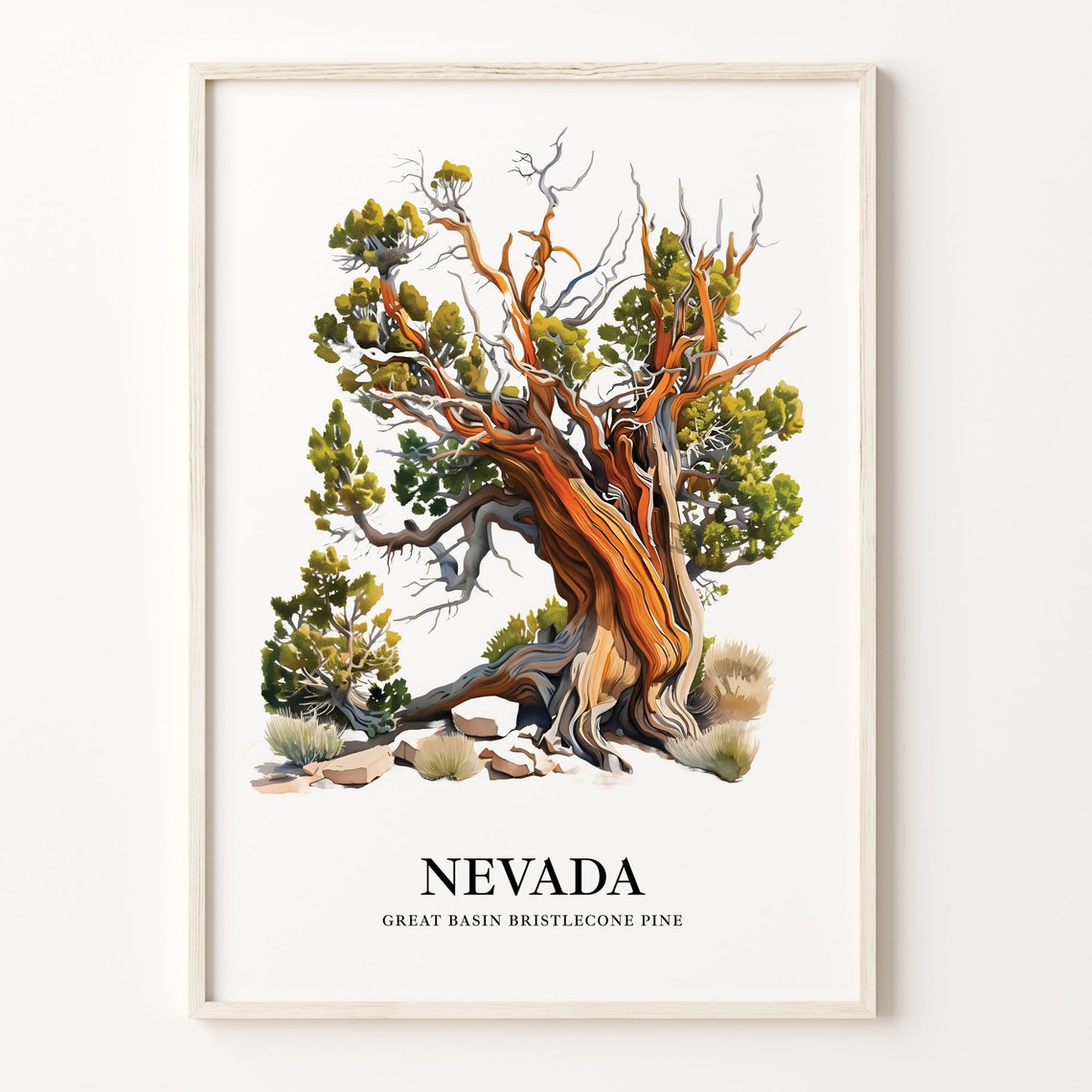 Nevada Great Basin Bristlecone Pine Ancient Twisted Tree Art Poster