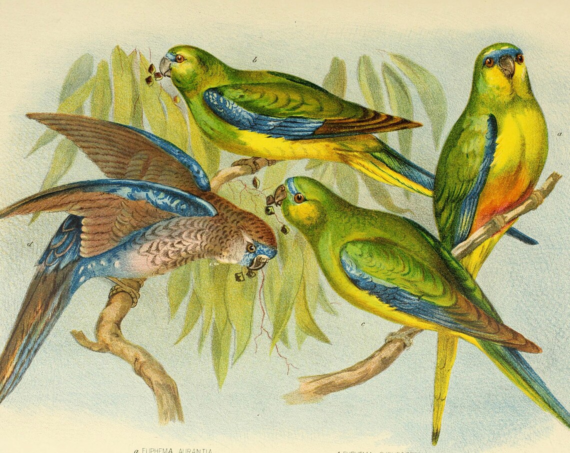 Different Species of Parrot, Bird Art Print