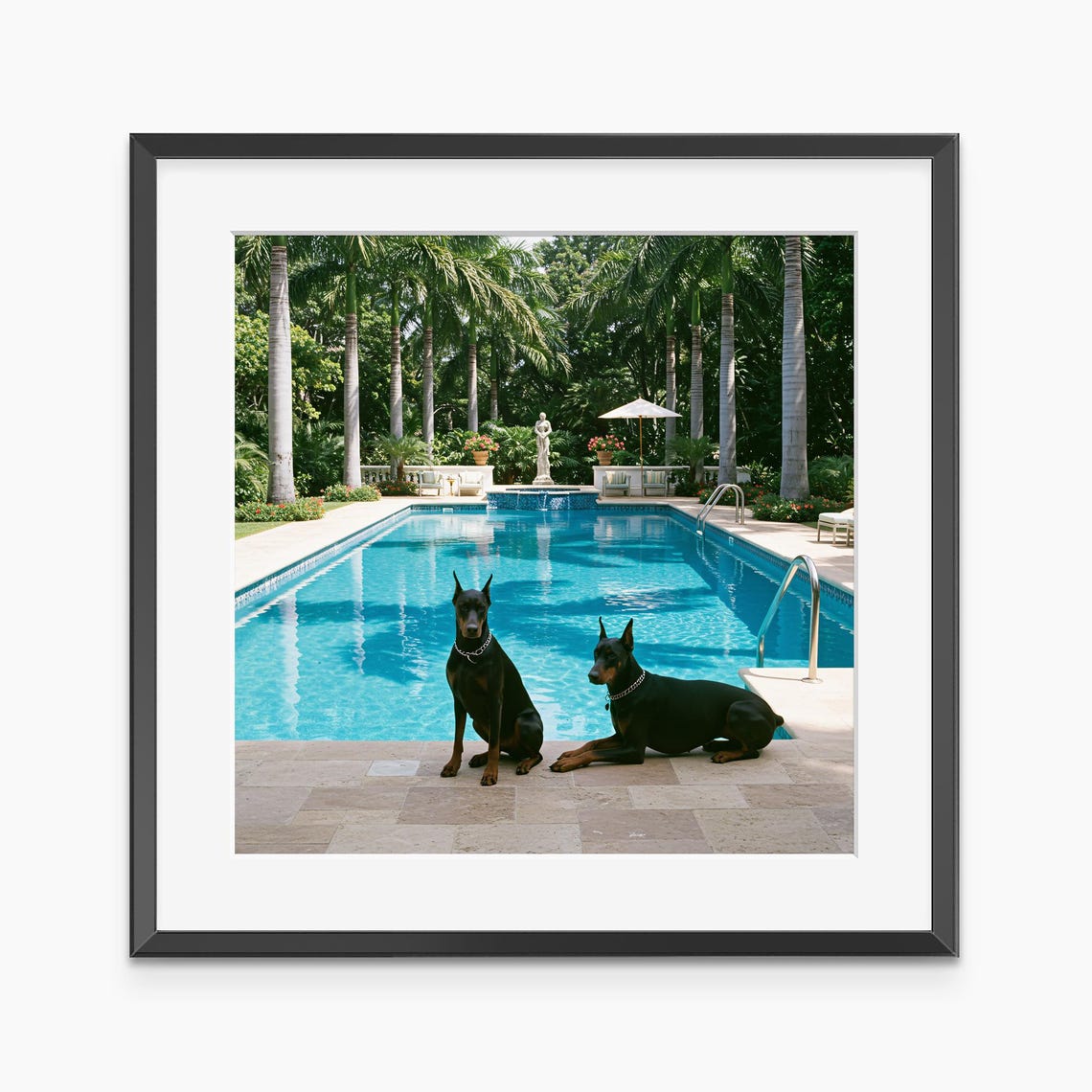 Two Doberman Pinschers by Luxury Palm Pool Photography Poster