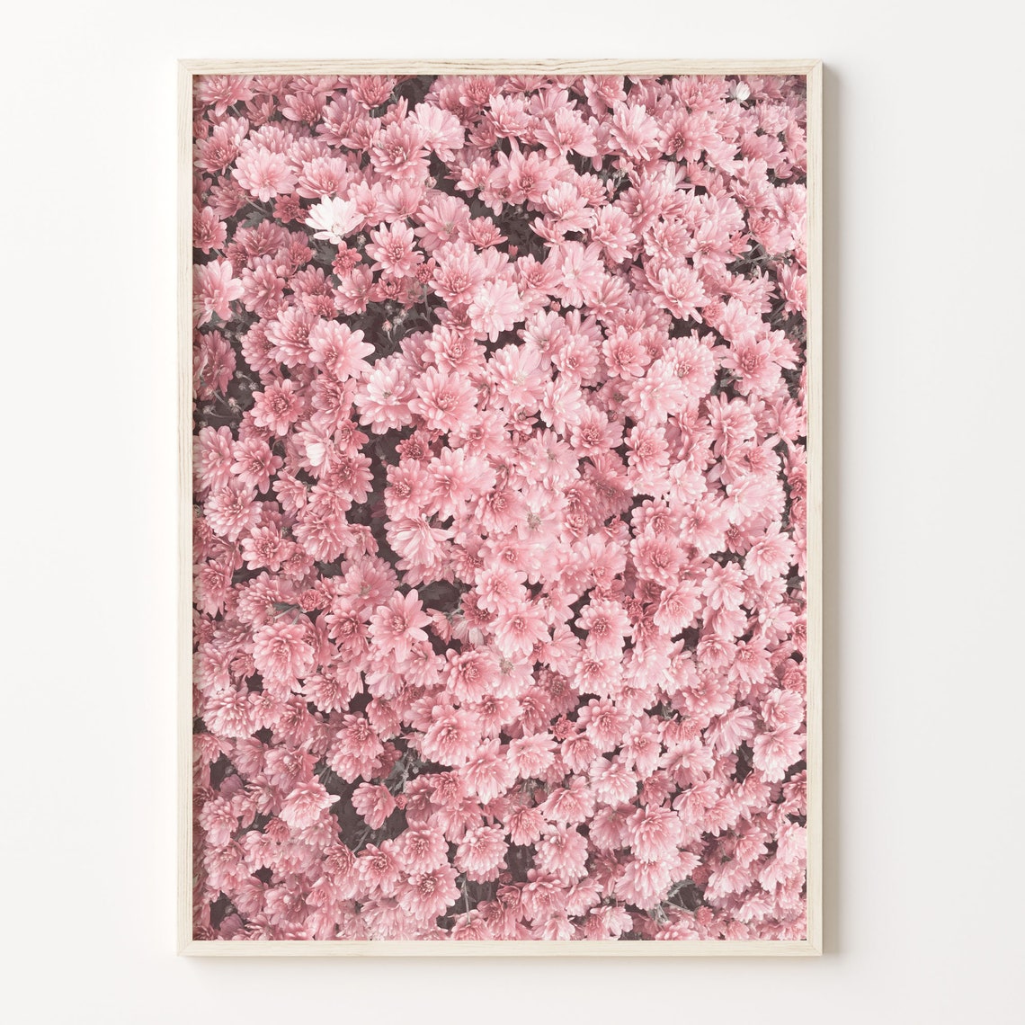 Blush Pink Blossom Flowers Close Up Floral Photography Poster