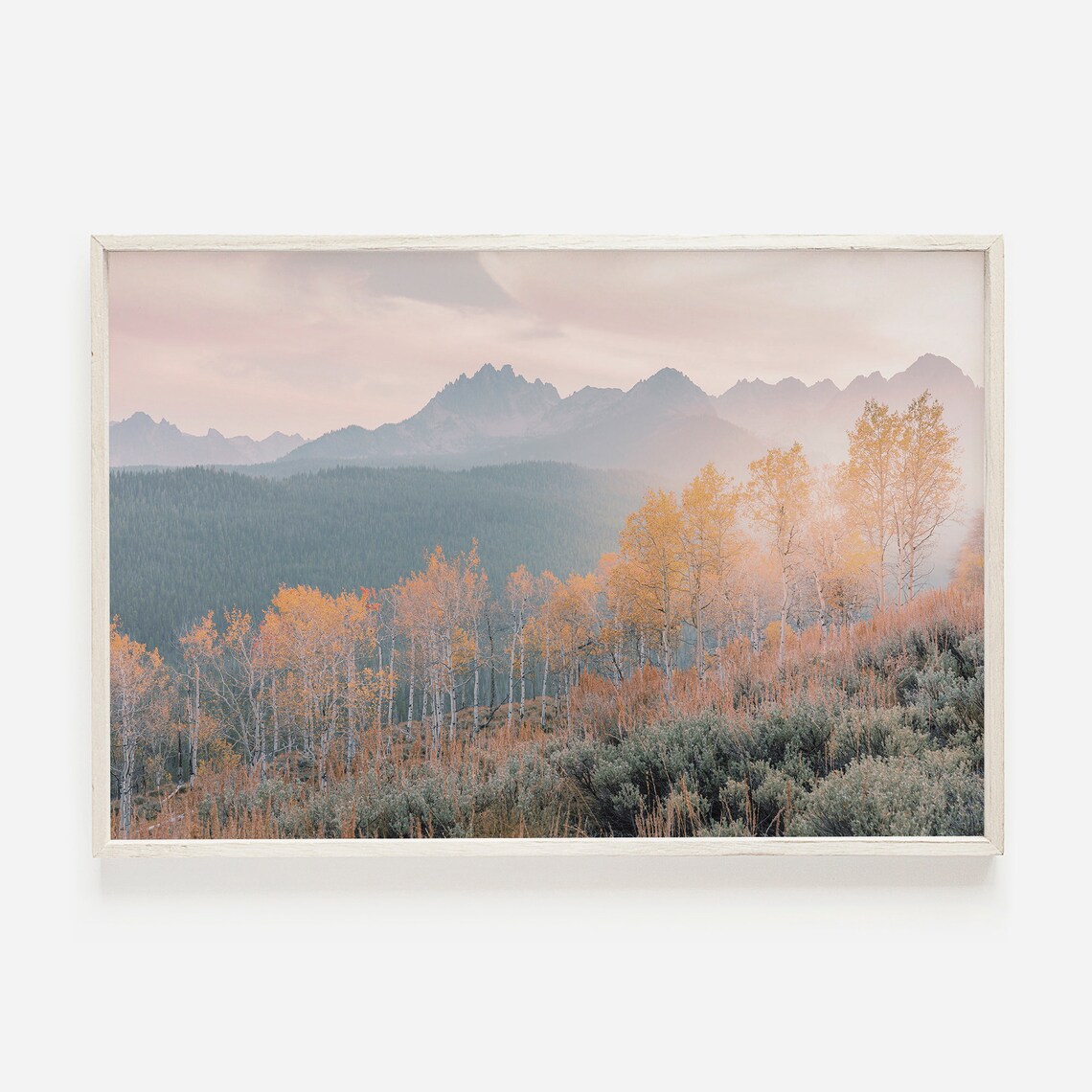 Birch Trees In Autumn Colorado Scenery Art Print