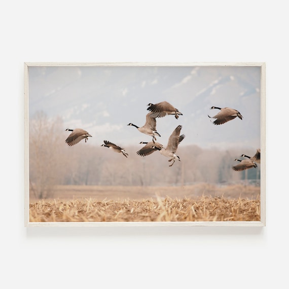 Canadian Geese Lifting Off Over Autumn Cornfield Photo Poster