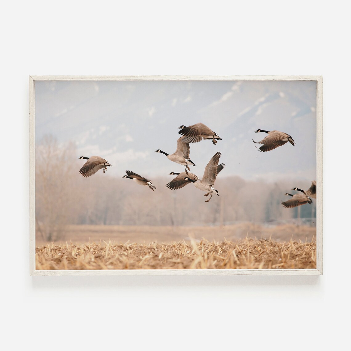 Canadian Geese Lifting Off Over Autumn Cornfield Photo Poster