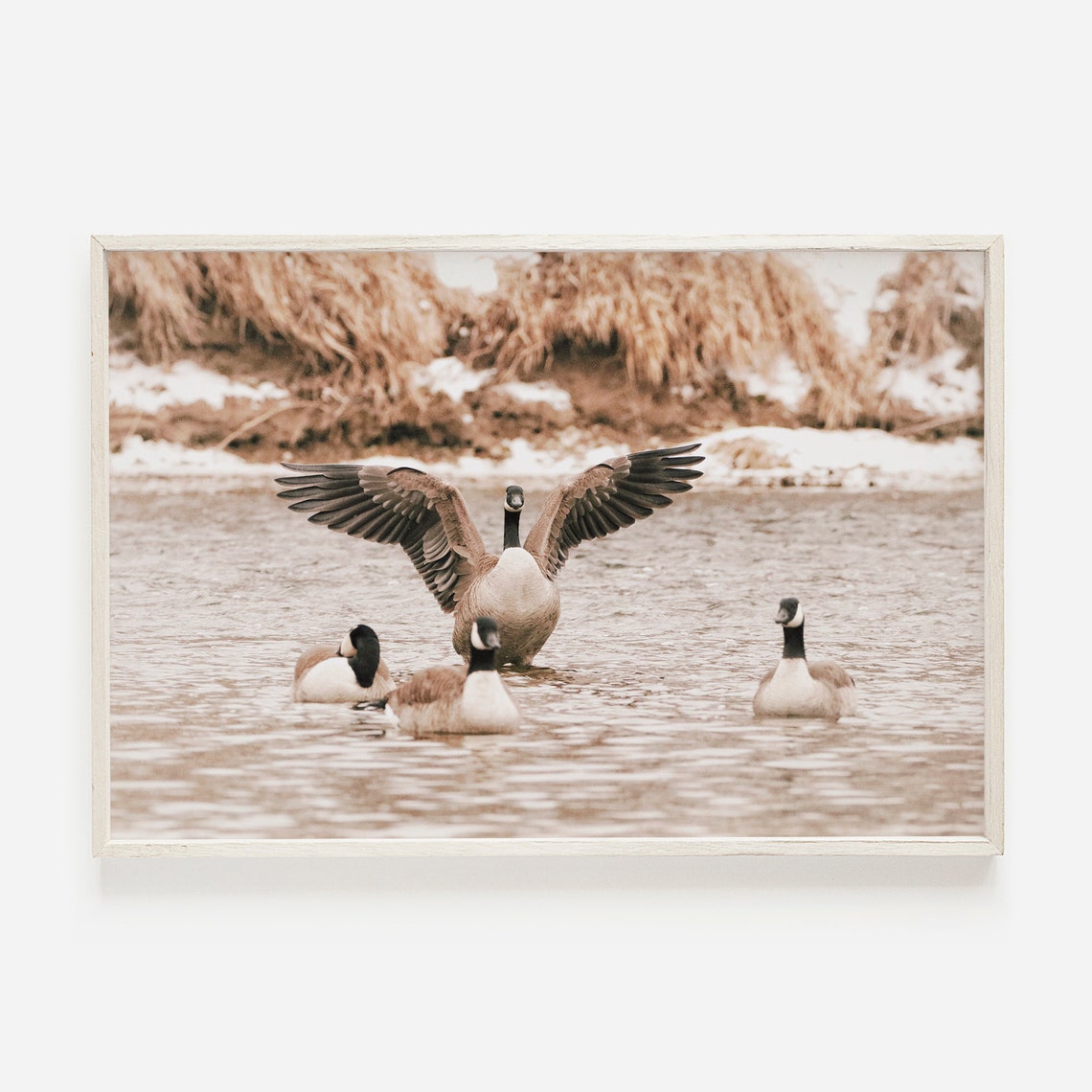 Canada Geese Landing On Winter River Wildlife Photography Poster