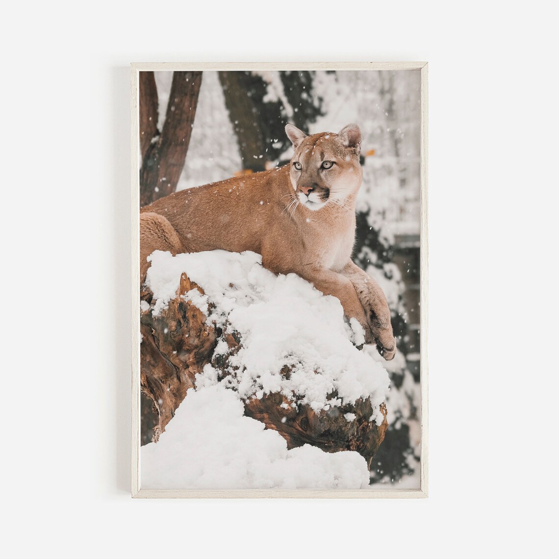 Mountain Lion Rustic Home Decor Art Print