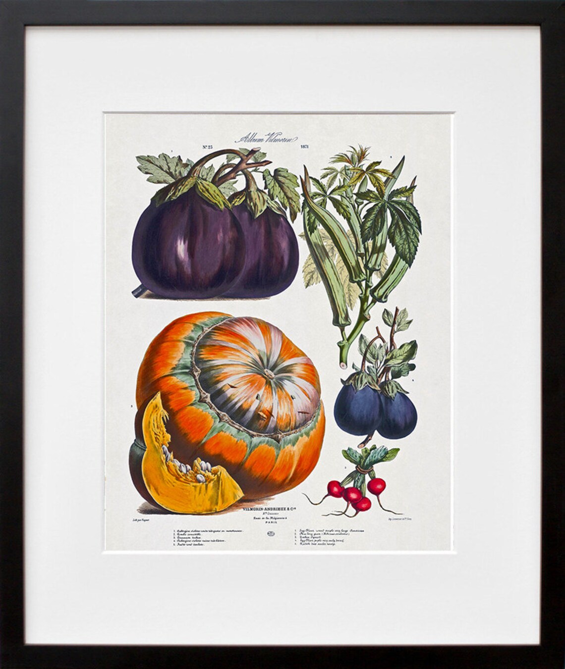 Vilmorin Botanical Vintage Vegetable Eggplant Pumpkin Art Poster