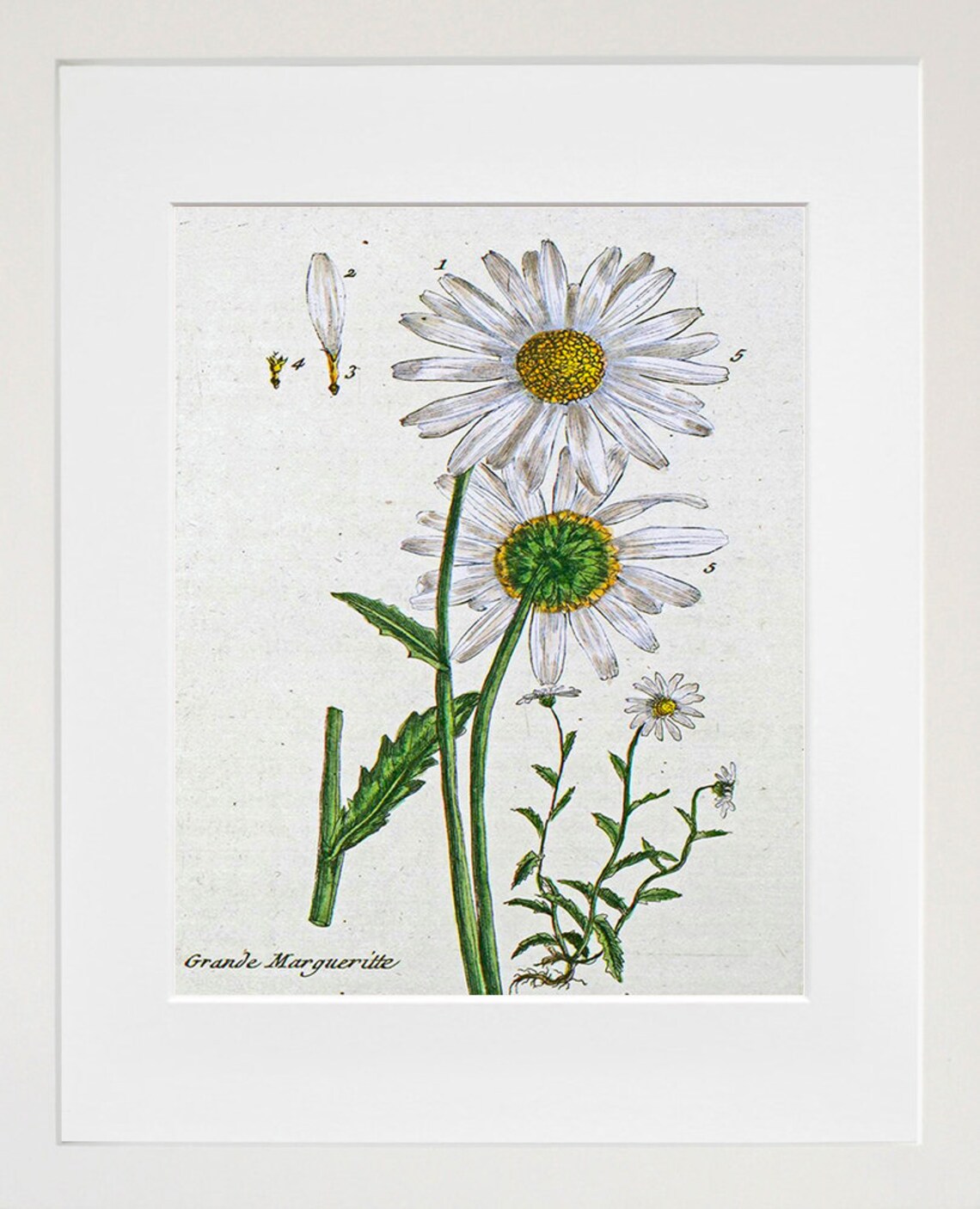 Vintage Daisy Botanical Flowers Art Print - Image 2