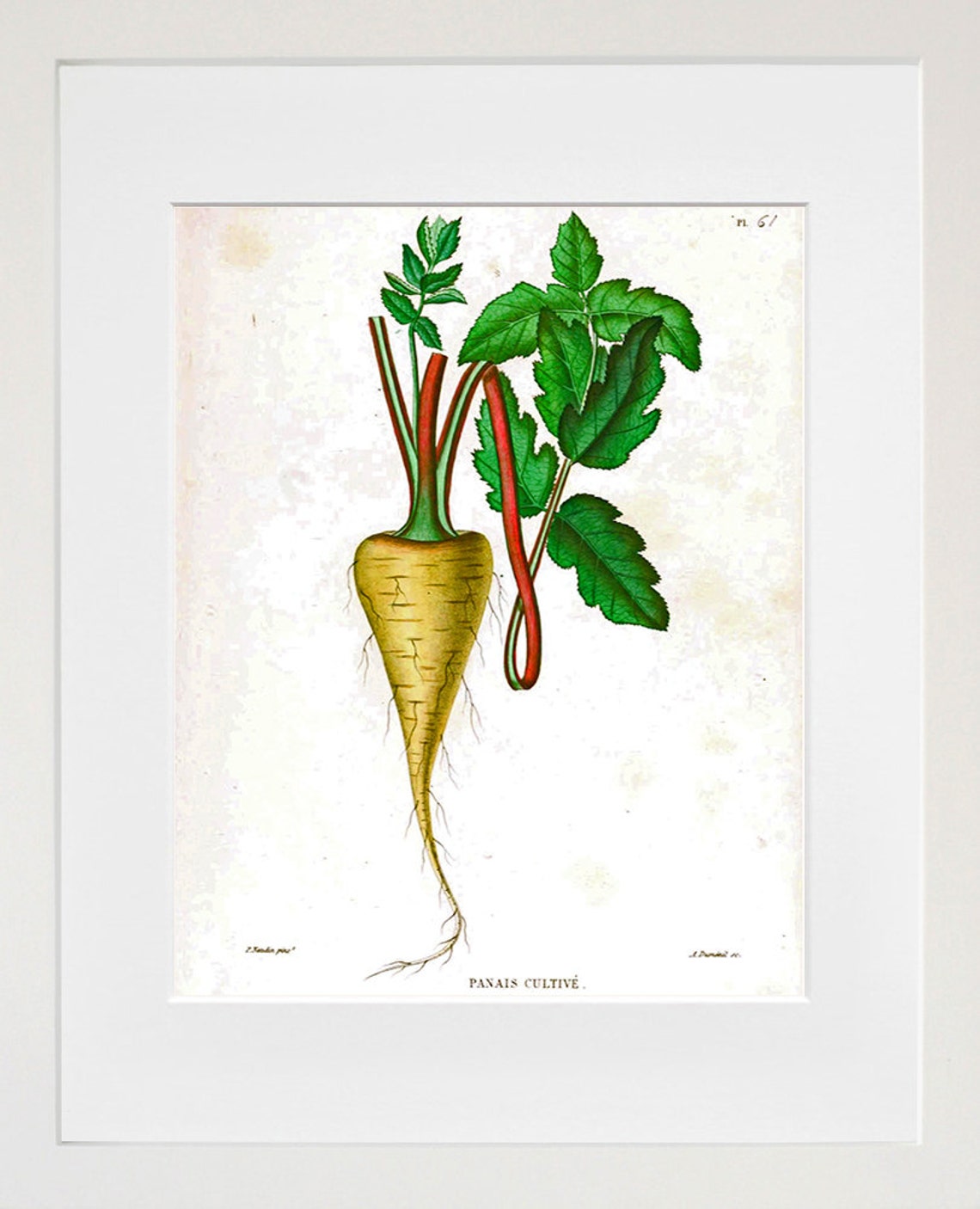 Parsnip Cultive Antique French Botanical Root Vegetable Wall Art