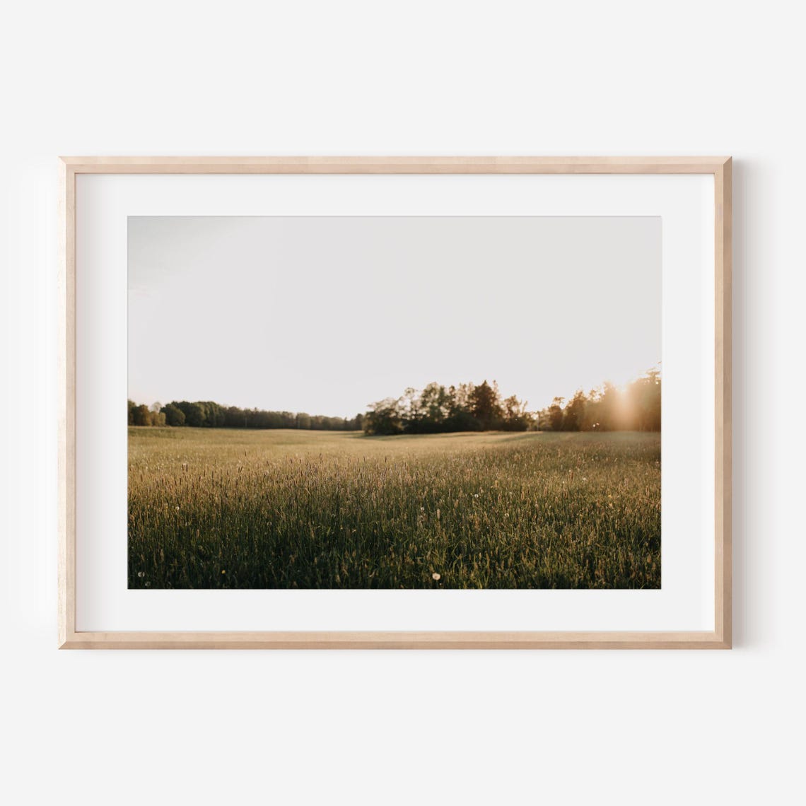 Sun Setting Over a Golden Meadow and Distant Tree Line Poster