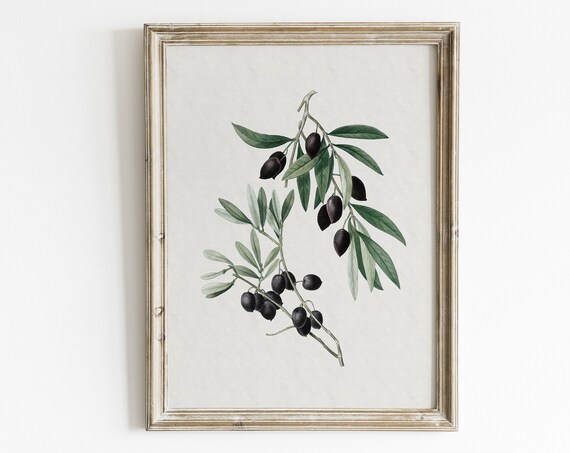 Vintage Olive Branch Botanical Drawing Art Print