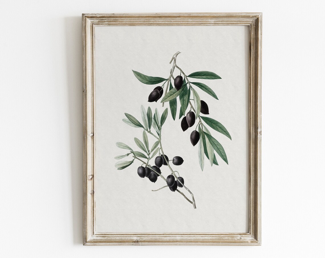 Vintage Olive Branch Botanical Drawing Art Print