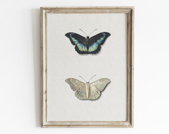 Butterfly Art Print Fauna Art Print Vintage Wall Decor Antique Butterfly Painting Vintage Nature Drawing Butterfly Wall Art Decor
