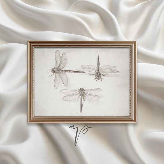 Three Dragonflies Fine Etching Natural History Insect Poster