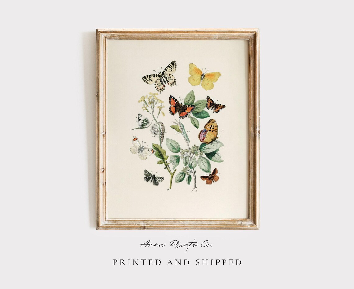 Butterflies And Moths Vintage Illustration Art Print - Image 3