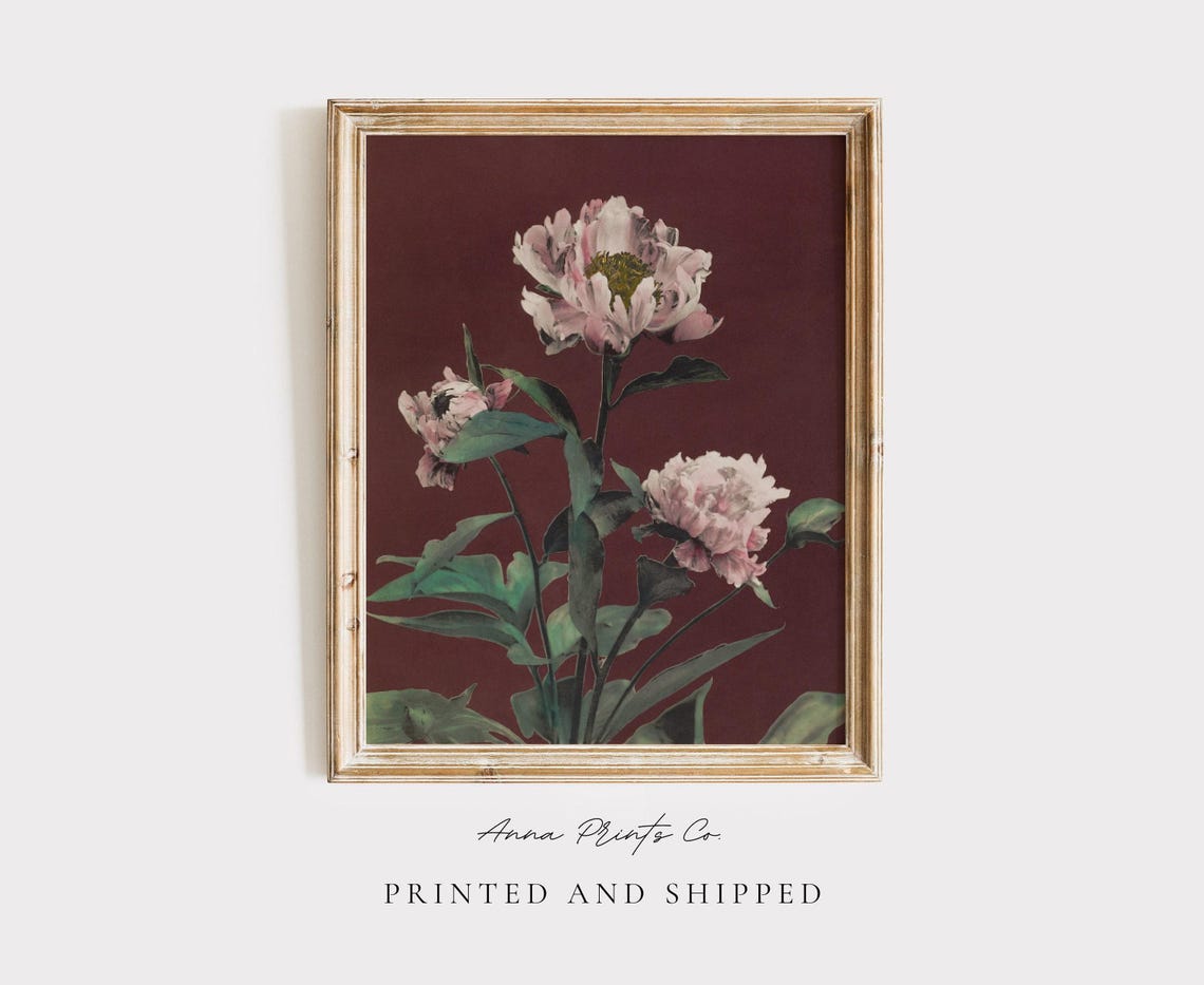 Japanese Peony Flowers On Deep Red Background Vintage Botanical Print