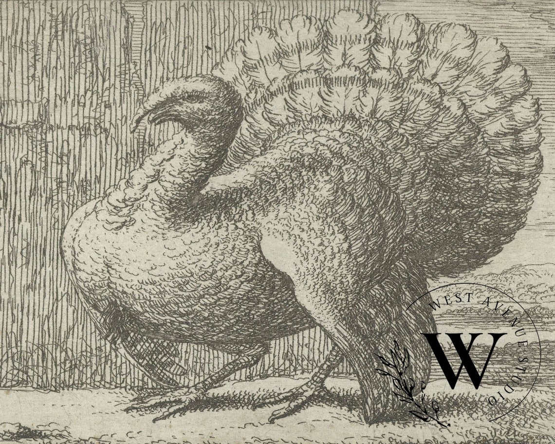 Vintage Turkey Engraving Thanksgiving Sketch Farm Bird Artwork Poster - Image 3