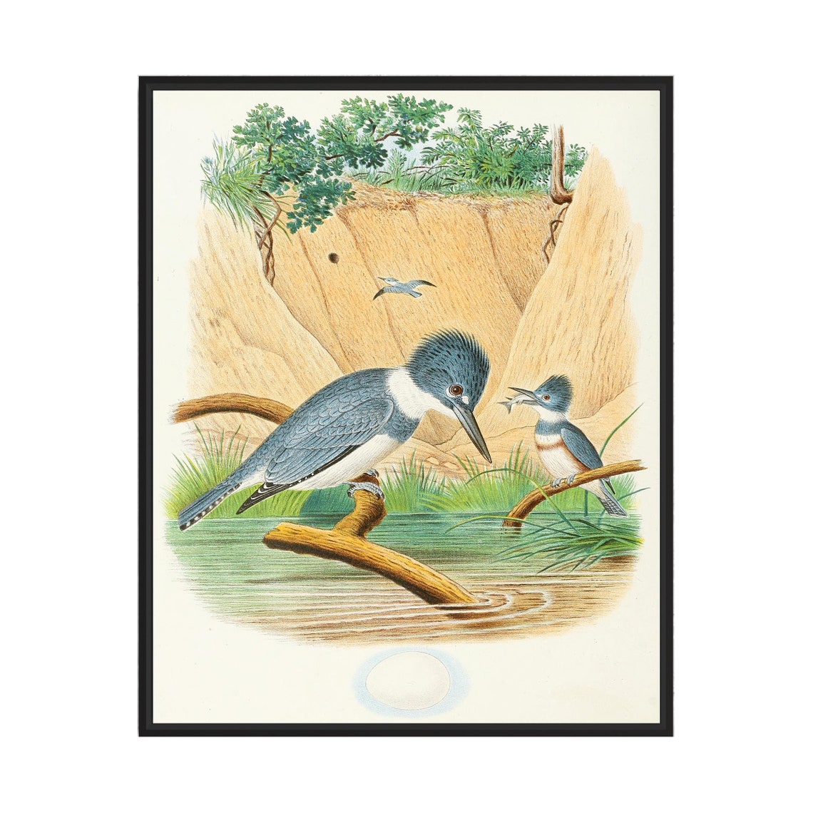 Belted Kingfisher Pair by the Water Vintage Bird Illustration Poster