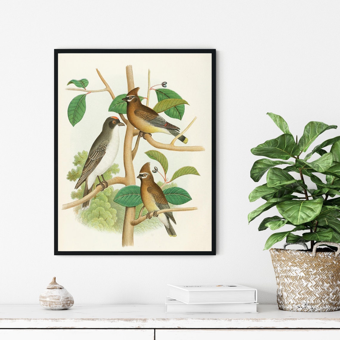Cedar Waxwing and Kingbird on the Branch Vintage Bird Art Poster - Image 3