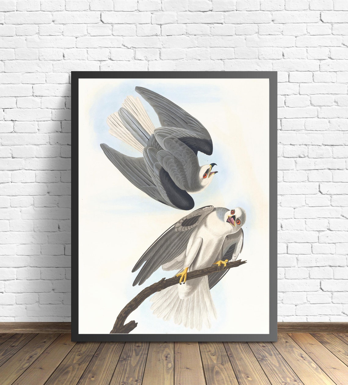 Black-Winged Hawk Pair in a Classic John James Audubon Style Poster - Image 2